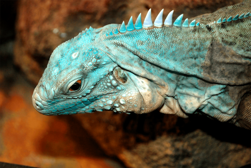 . Отряд Клювоголовые (Rhynchocephalia)