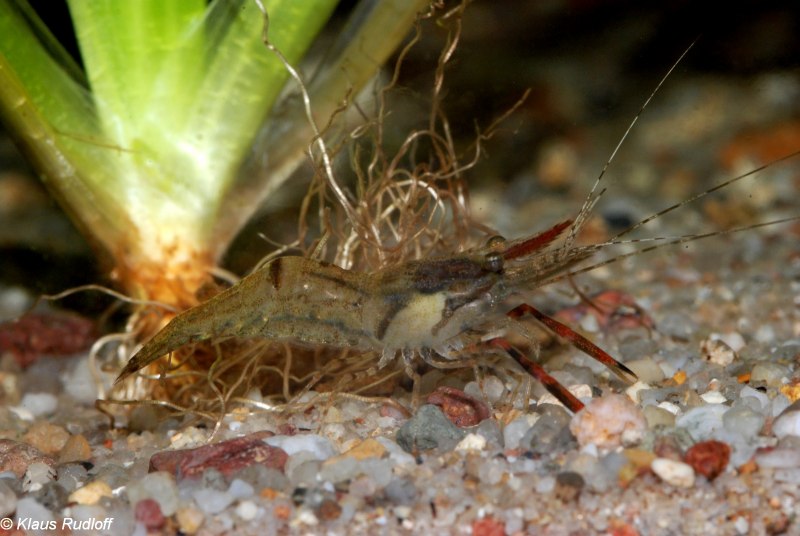 Macrobrachium assamense