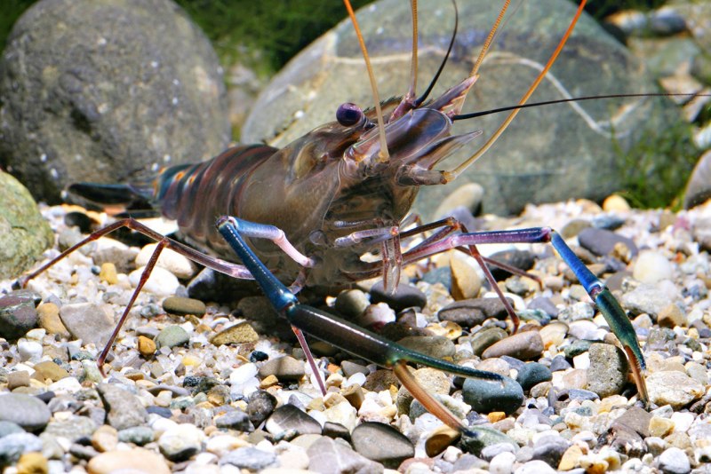 Macrobrachium rosenbergii Размеры