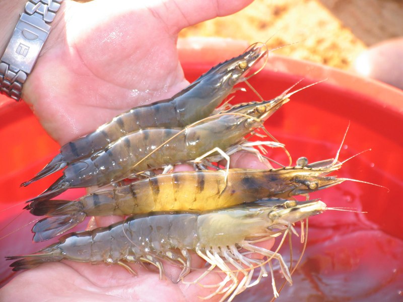 Shrimp in Aquaponics