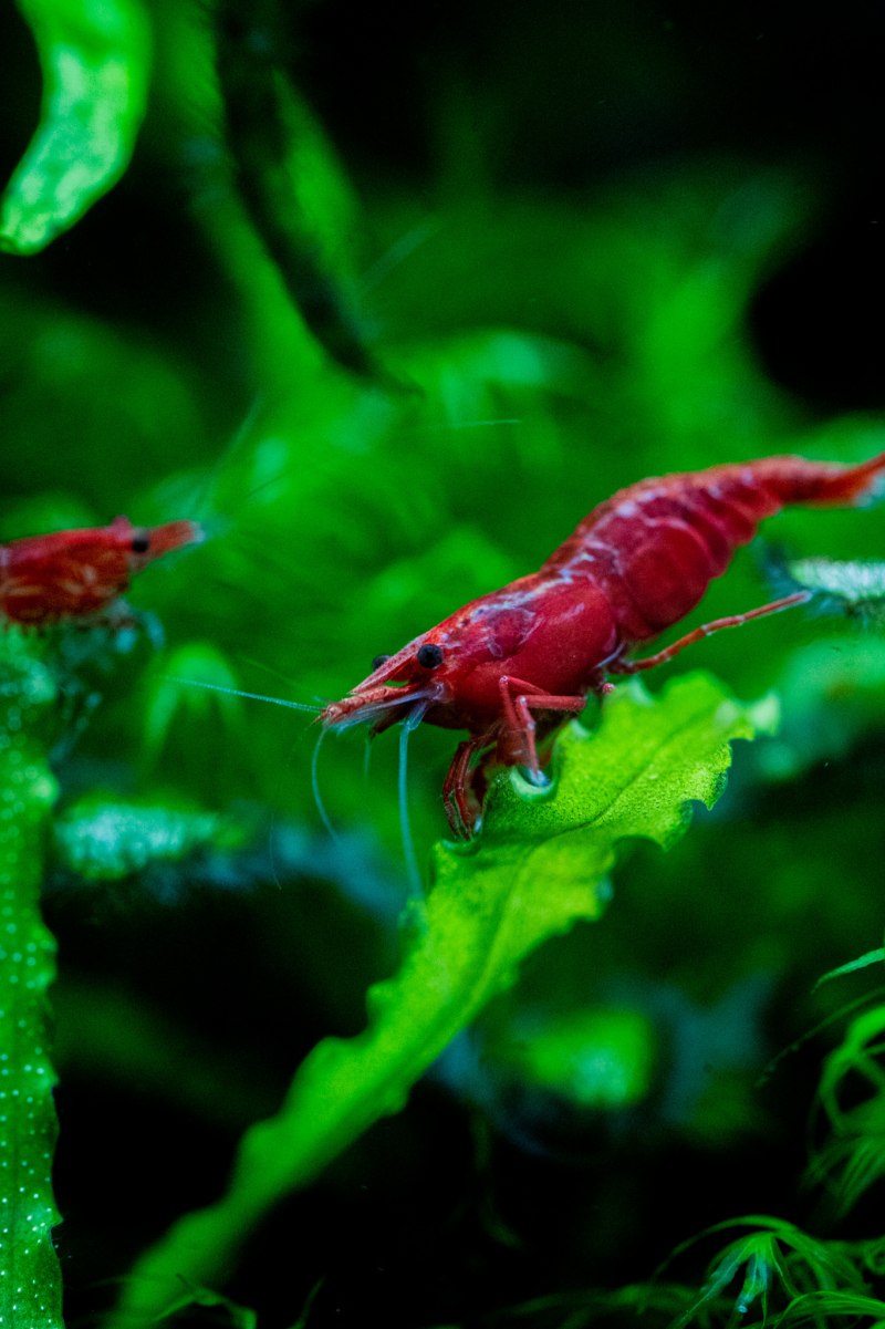 Macrobrachium kulsiense