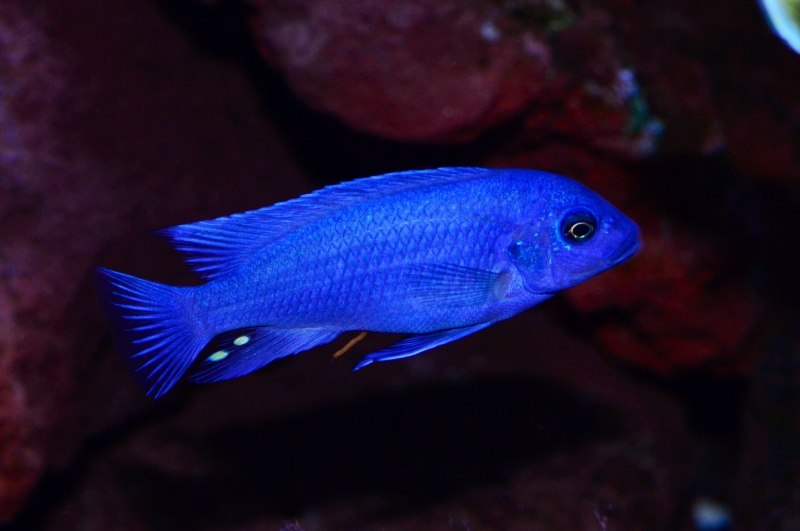 Aulonocara hansbaenschi
