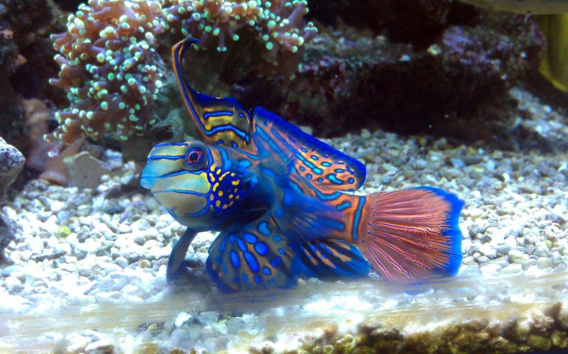 Cobalt Blue Cichlid