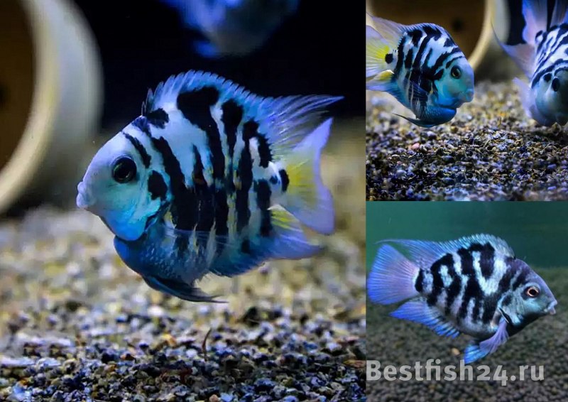 Convict Cichlid