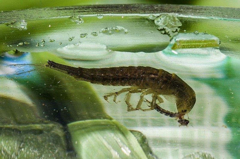 Личинка плавунца Dytiscus