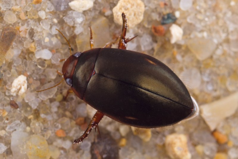 Окаймлённый плавунец (Dytiscus marginalis)