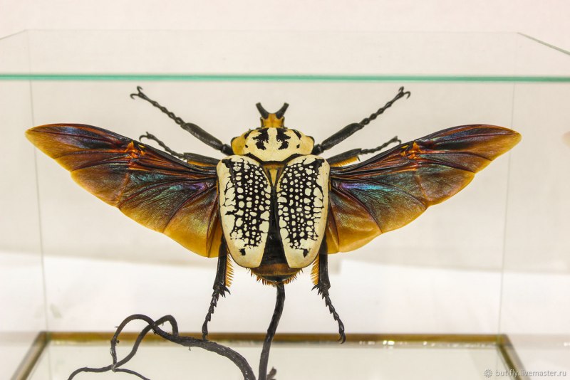 Жуки Mecynorrhina ugandensis