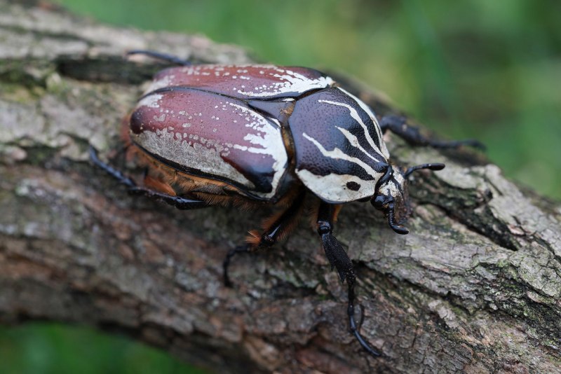 Королевский Жук-Голиаф Goliathus Regius