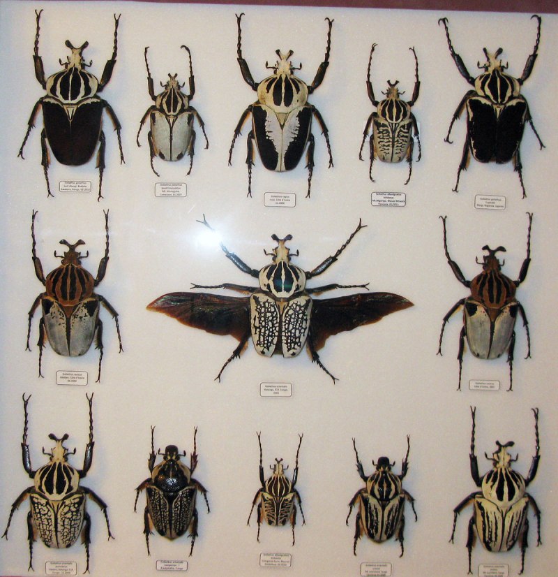 Жук Goliathus