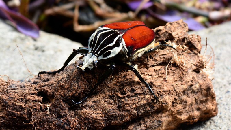 Жук-Голиаф (Goliathus Regius)