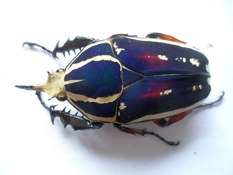 Королевский Жук-Голиаф Goliathus Regius
