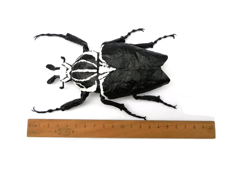 Cetoniinae of Madagascar