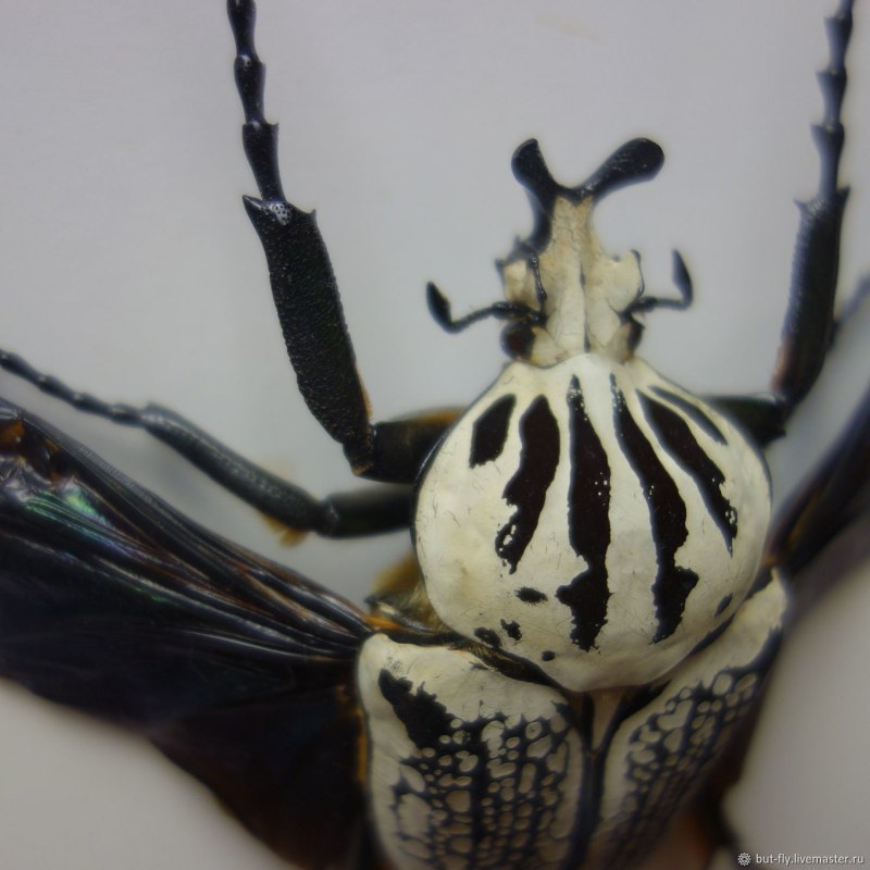 Goliathus Goliathus