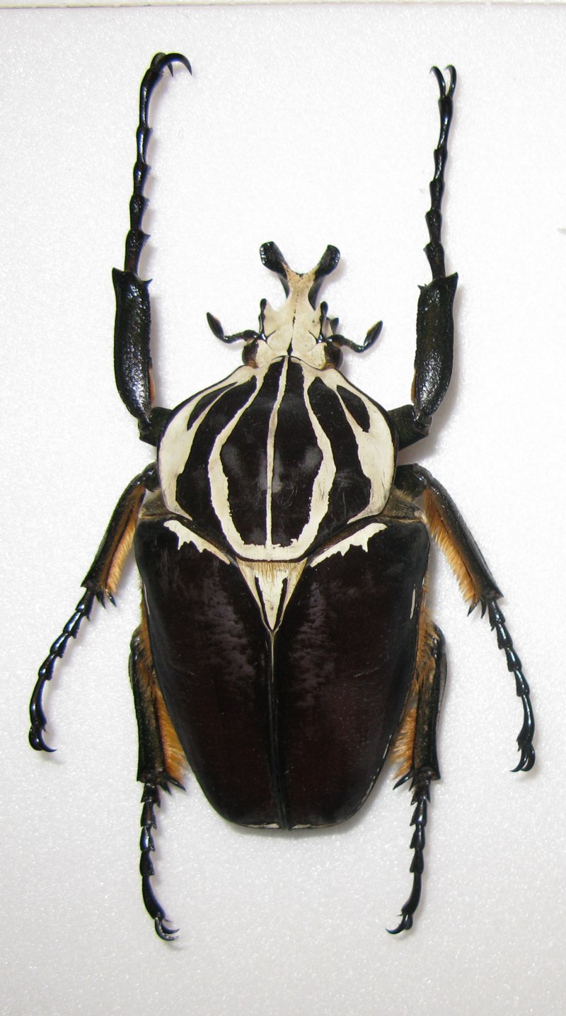 Mecynorrhina ugandensis