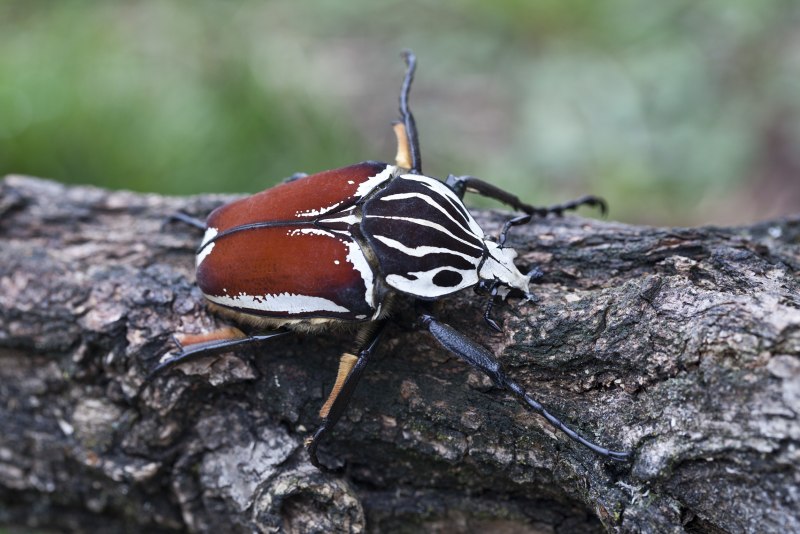 Жук-Голиаф (Goliathus Regius)