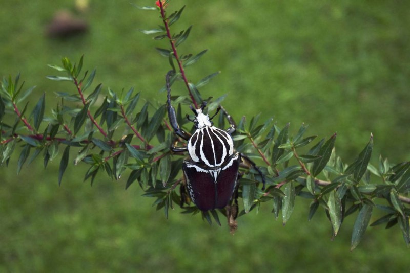 Жук-Голиаф Goliathus goliatus