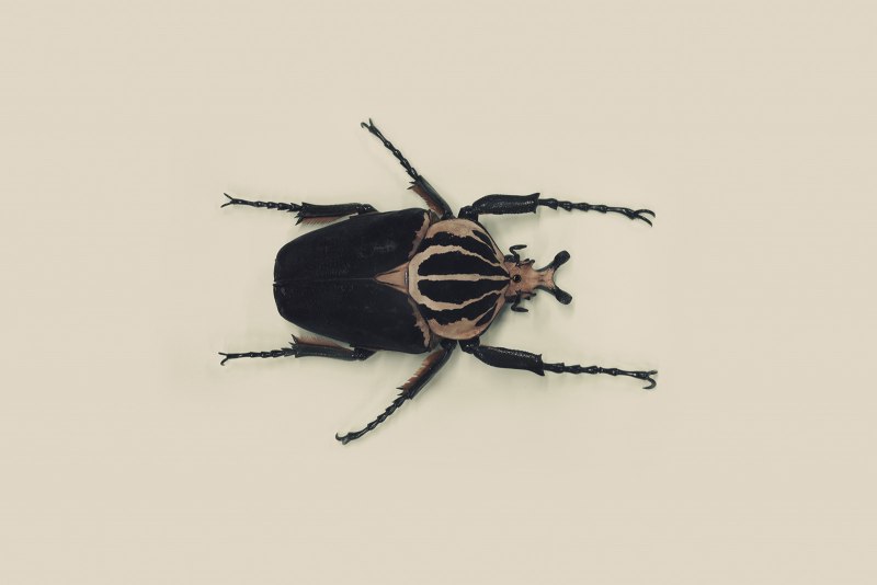Goliathus Cacicus