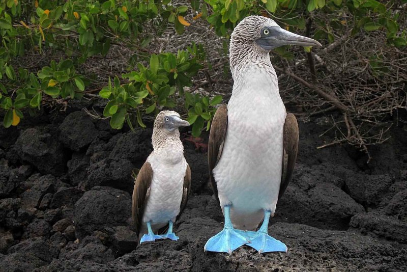 Galapagos олуши фото