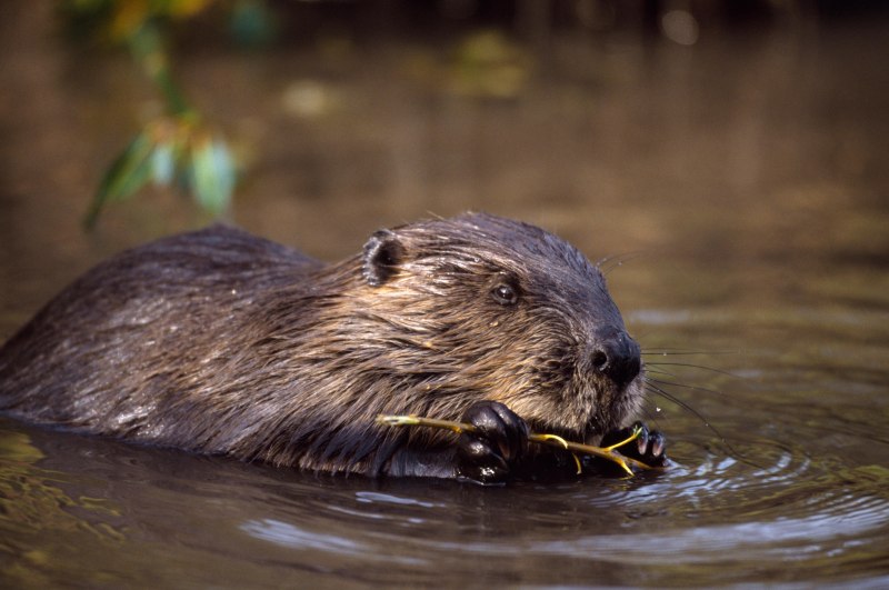 Канадский Бобр (Castor canadensis)