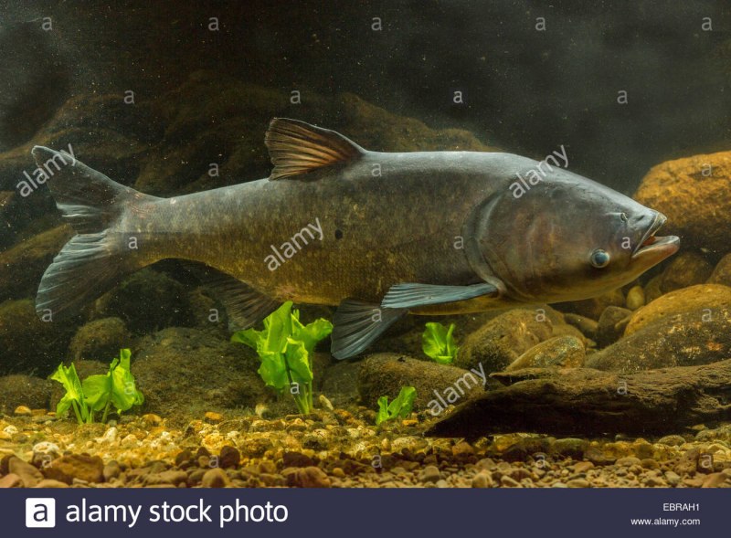 Пёстрый толстолобик Aristichthys Nobilis