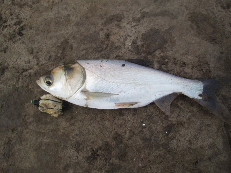 Толстолобик Hypophthalmichthys