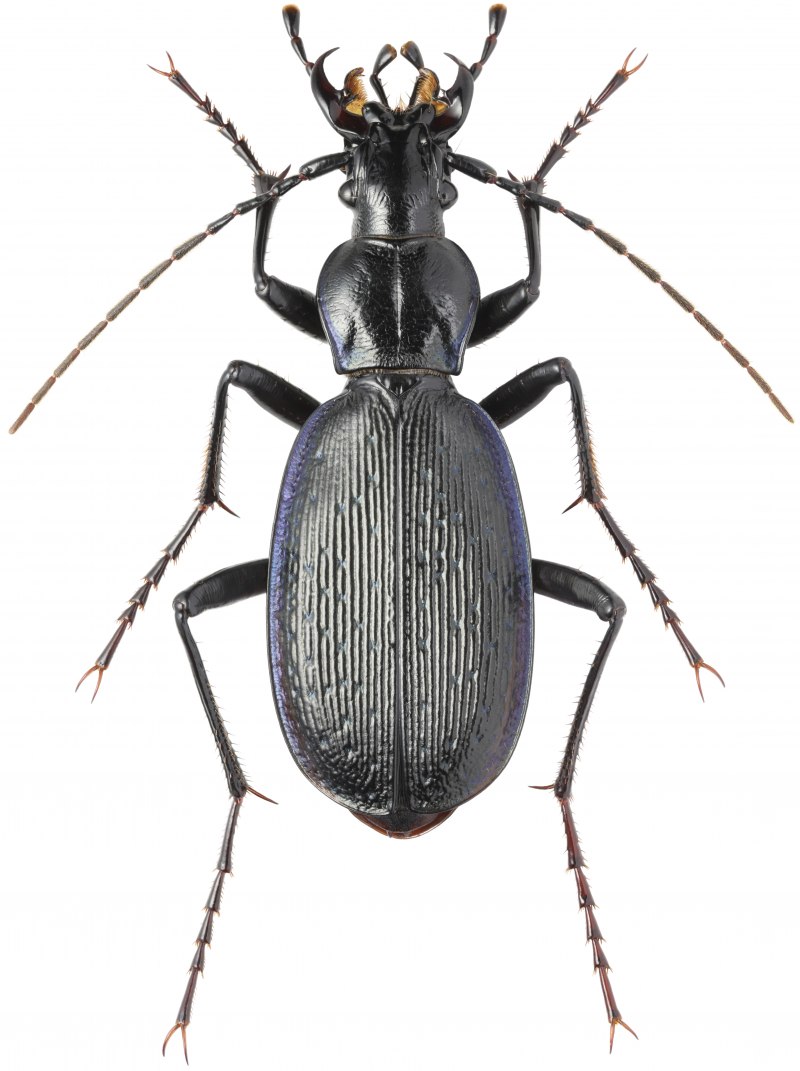 Жужелица венгерская Carabus Hungaricus