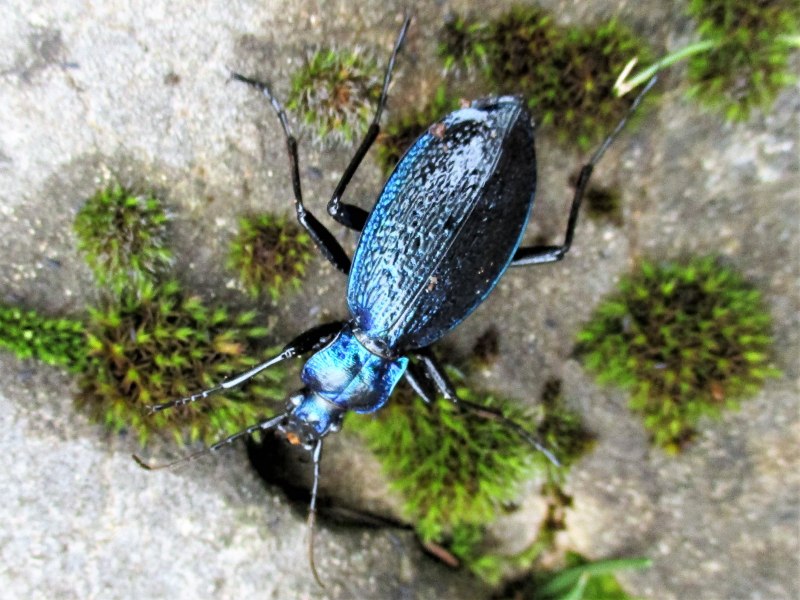 Жужелица Менетрие Carabus menetriesi