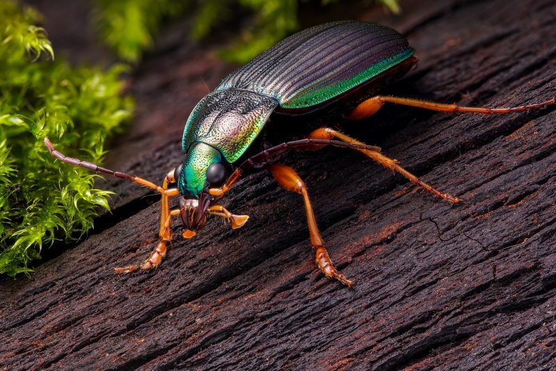 Жужелицы Coleoptera, Carabidae