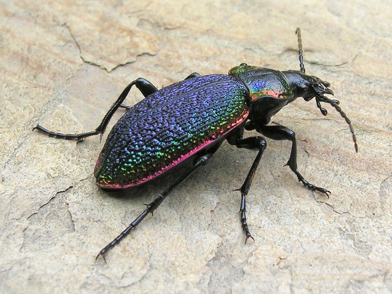 Жук Carabus
