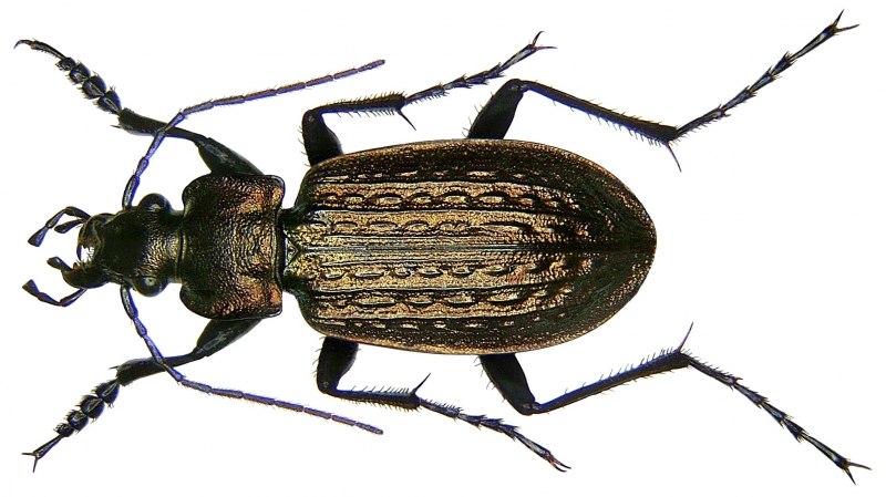 (Carabus cancellatus куколка