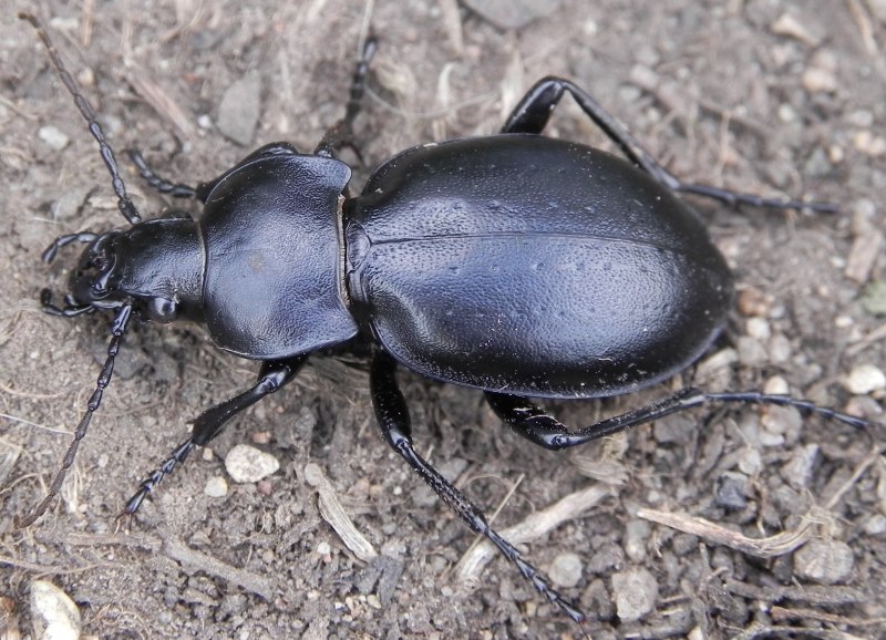 Жужелица венгерская Carabus Hungaricus