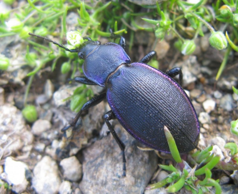 Cychrus caraboides (Linnaeus, 1758)