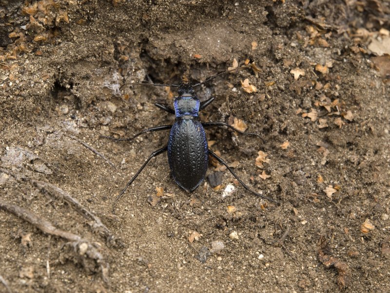 Anisodactylus signatus
