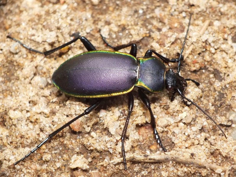 Carabus Campestris