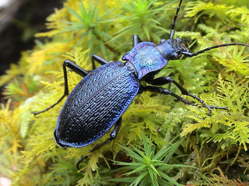 Жужелица Менетрие Carabus menetriesi