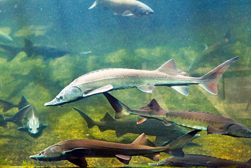 Рыба Atlantic Sturgeon