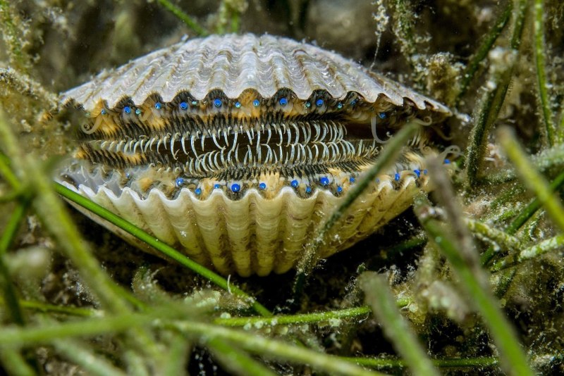 Двустворчатые моллюски (69 фото)