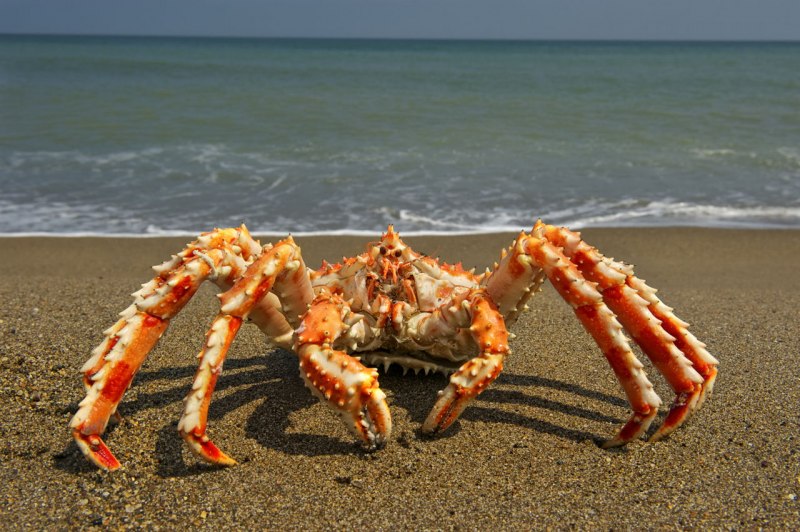Краб Камчатский