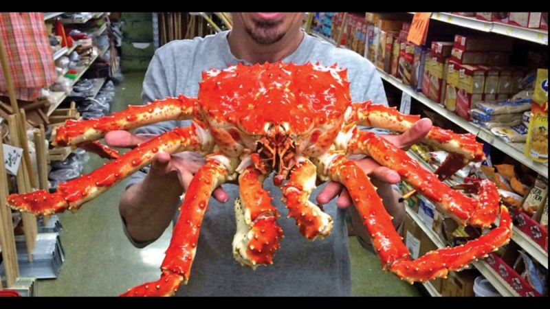 Камчатский Королевский краб