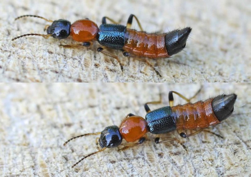 Стафилиниды (семейство Staphylinidae)