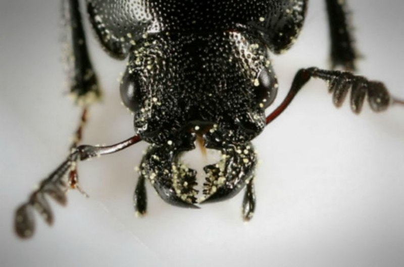 Temnostoma Bombylans