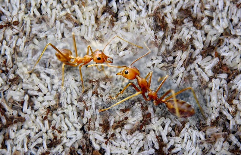 Муравей Paraponera clavata