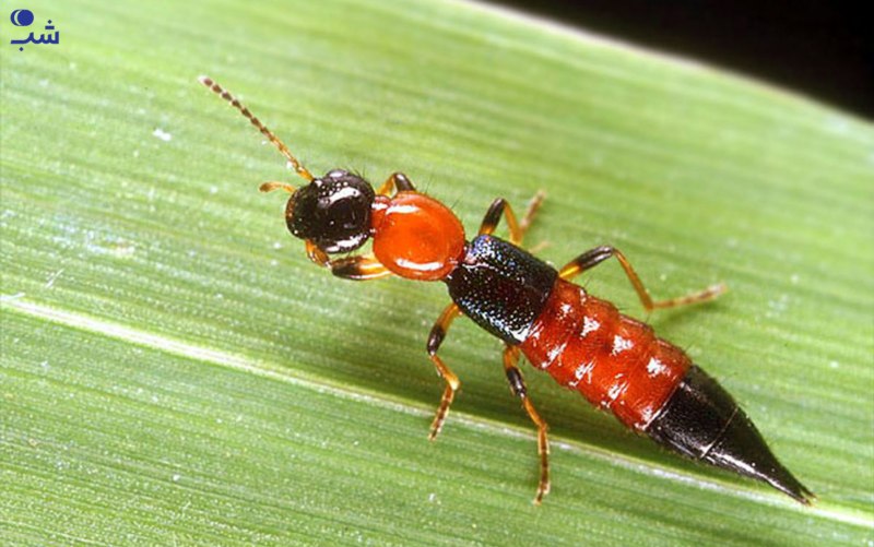 Nairobi Fly