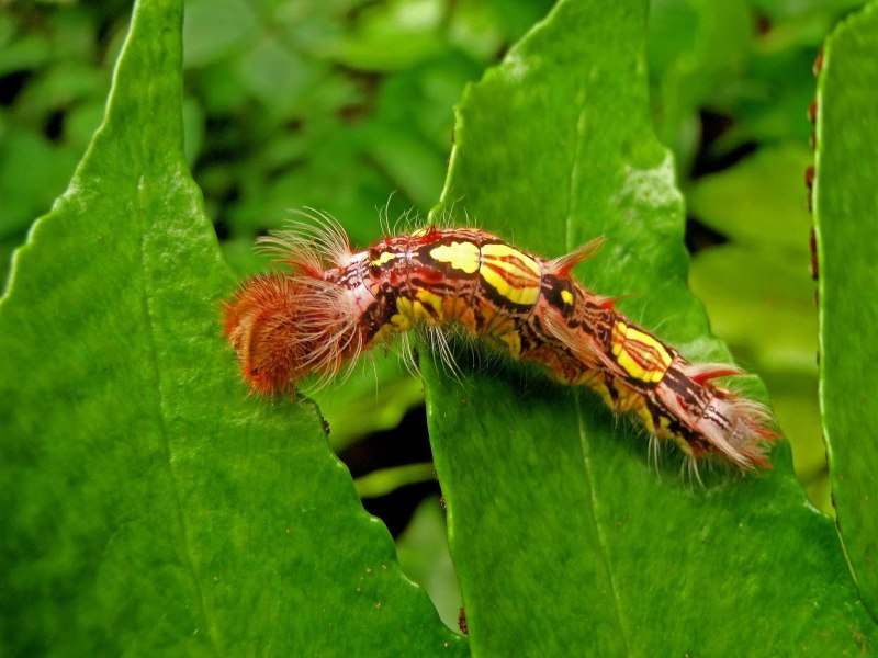Morpho Menelaus гусеница
