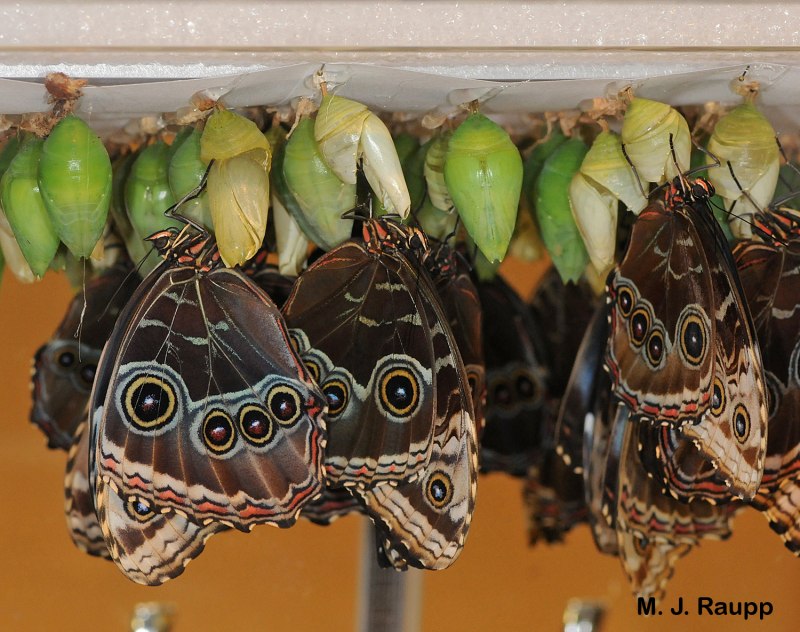 Morpho peleides куколка