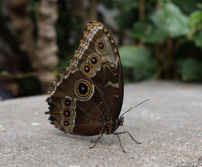 Morpho peleides бабочка