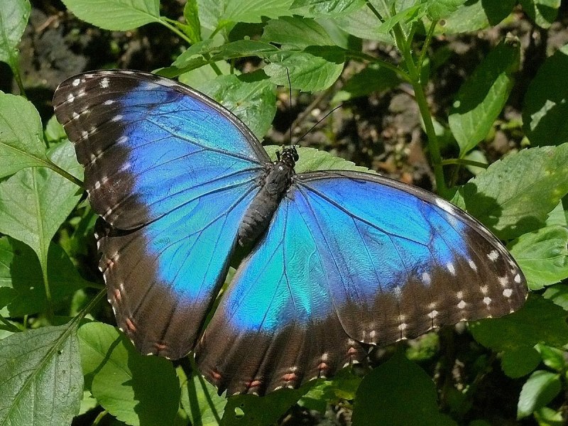 Morpho peleides самец