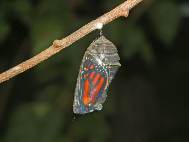 Danaus plexippus куколка