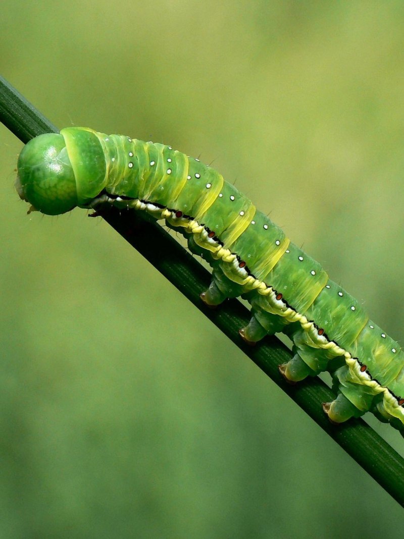 Caterpillar Cocoon Butterfly