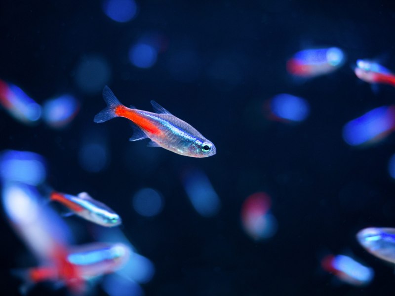 Барбус суматранский "Glofish" флуоресцентный (красный)